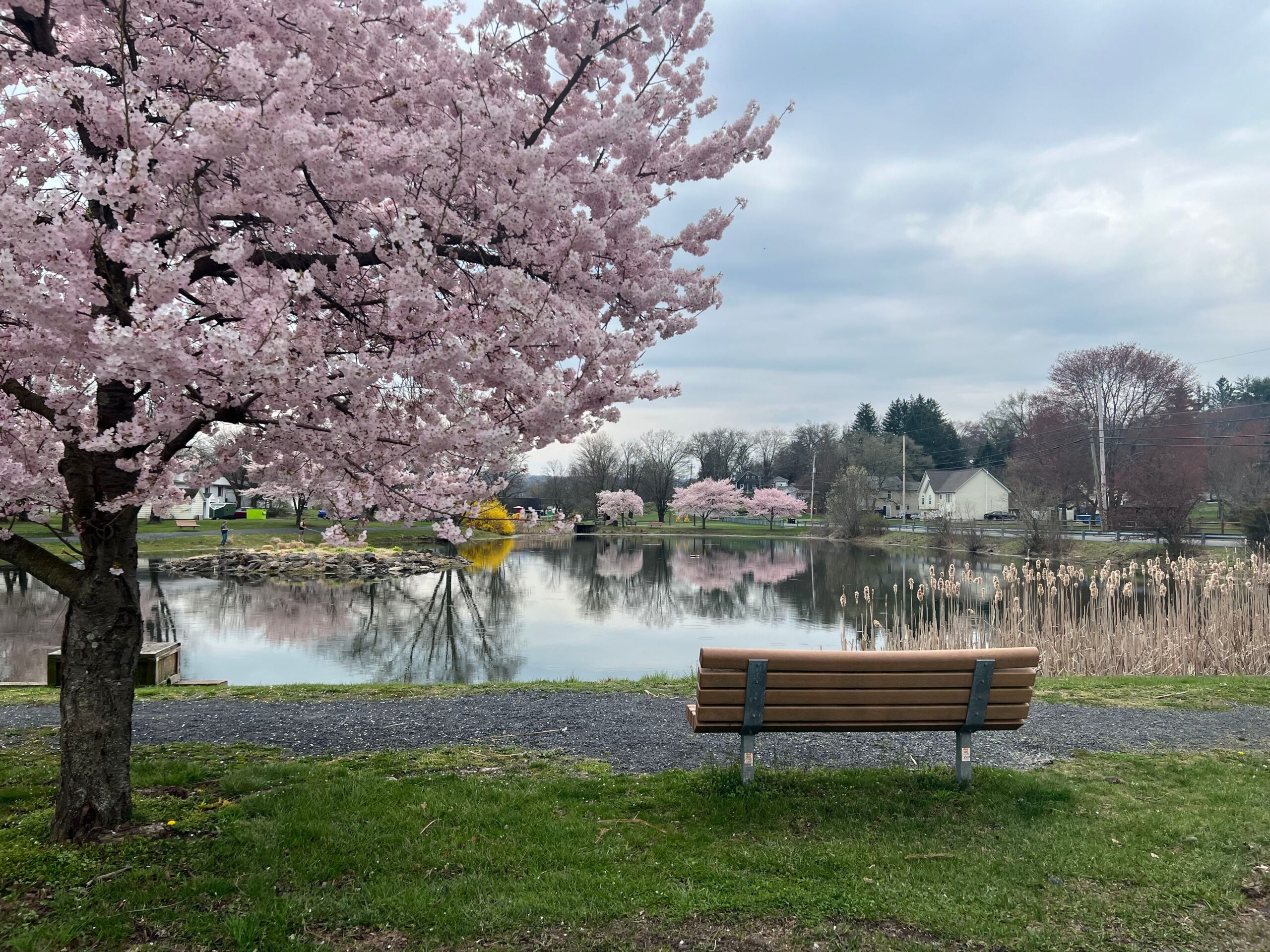 Albertson Park