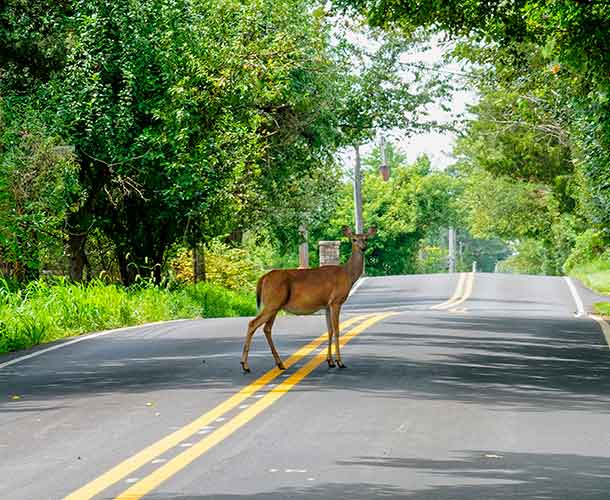 roads